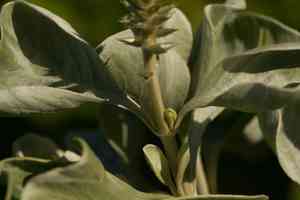 Maui chaff flower(Achyranthes splendens)