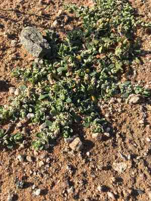 Frost-mat(Achyronychia cooperi)