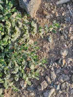 Frost-mat(Achyronychia cooperi)