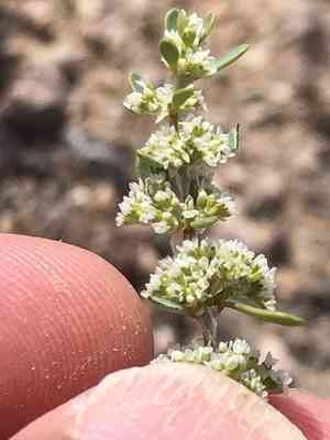 Frost-mat(Achyronychia cooperi)