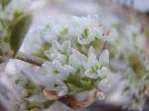 Frost-mat(Achyronychia cooperi)