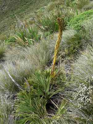 Fierce spaniard(Aciphylla ferox)
