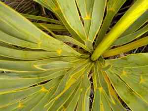 Fierce spaniard(Aciphylla ferox)