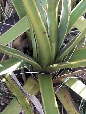 Fierce spaniard(Aciphylla ferox)