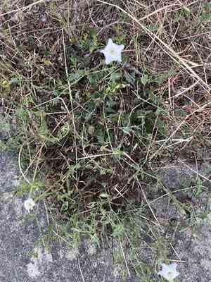 Angel's trumpets(Acleisanthes longiflora)