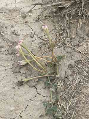 Berlandier's trumpets(Acleisanthes obtusa)