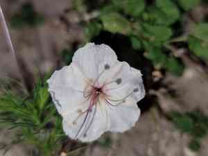 Berlandier's trumpets(Acleisanthes obtusa)