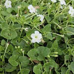 Berlandier's trumpets(Acleisanthes obtusa)