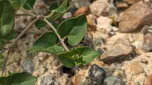 Berlandier's trumpets(Acleisanthes obtusa)