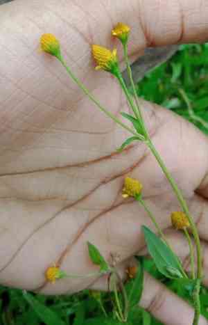 Spilanthes paniculata(Acmella paniculata)