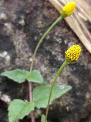 Spilanthes paniculata(Acmella paniculata)