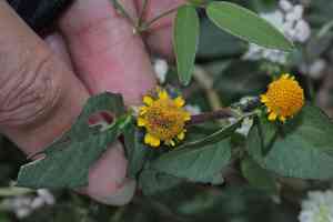 Spilanthes paniculata(Acmella paniculata)