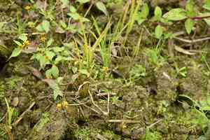 Marsh para cress(Acmella uliginosa)