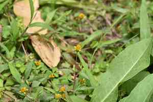 Marsh para cress(Acmella uliginosa)