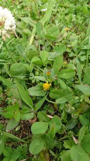 Marsh para cress(Acmella uliginosa)