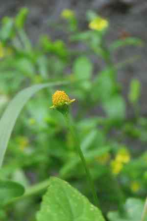 Marsh para cress(Acmella uliginosa)