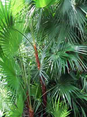 Everglades palm(Acoelorrhaphe wrightii)