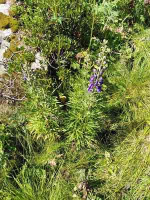 Monk's-hood(Aconitum napellus)