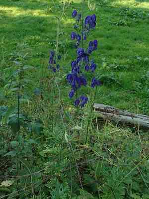 Monk's-hood(Aconitum napellus)
