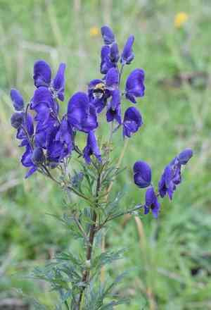 Monk's-hood(Aconitum napellus)