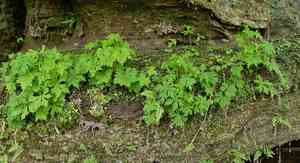 Northern blue monkshood(Aconitum noveboracense)