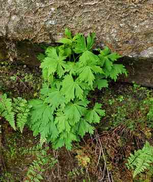 Northern blue monkshood(Aconitum noveboracense)