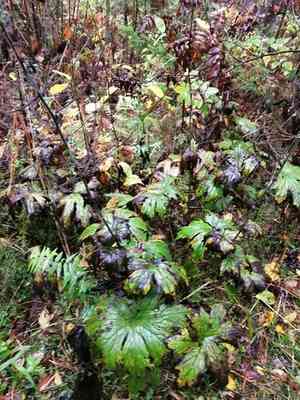 Aconitum septentrionale(Aconitum septentrionale)