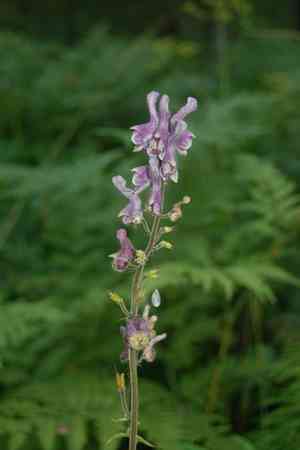Aconitum septentrionale(Aconitum septentrionale)