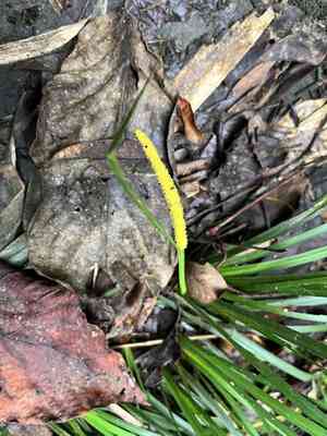 Japanese sweet flag(Acorus gramineus)