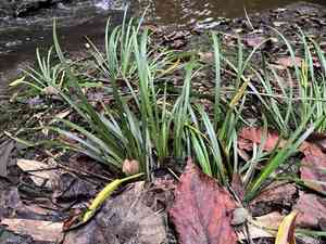 Japanese sweet flag(Acorus gramineus)