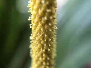 Japanese sweet flag(Acorus gramineus)