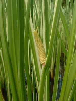 Calamus (Acorus)(Acorus)