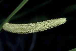 Calamus (Acorus)(Acorus)