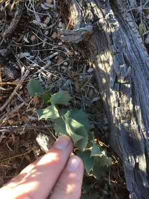 Dwarf desert peony(Acourtia nana)