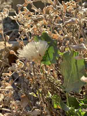 Dwarf desert peony(Acourtia nana)