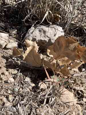 Dwarf desert peony(Acourtia nana)