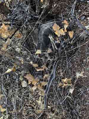 Dwarf desert peony(Acourtia nana)