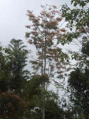 Red cedar(Acrocarpus fraxinifolius)