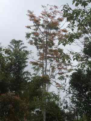 Red cedar(Acrocarpus fraxinifolius)