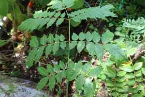 Red cedar(Acrocarpus fraxinifolius)