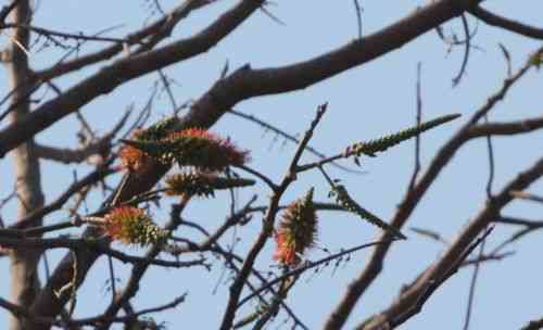 Red cedar(Acrocarpus fraxinifolius)