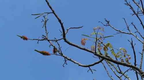 Red cedar(Acrocarpus fraxinifolius)