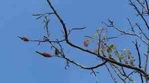 Red cedar(Acrocarpus fraxinifolius)