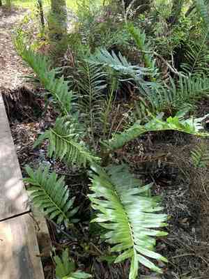 Inland leather fern(Acrostichum danaeifolium)