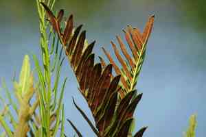 Inland leather fern(Acrostichum danaeifolium)