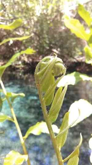 Inland leather fern(Acrostichum danaeifolium)