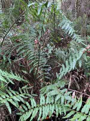 Inland leather fern(Acrostichum danaeifolium)