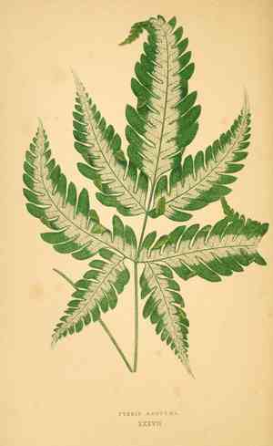 Leatherferns (Acrostichum)(Acrostichum)