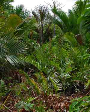 Leatherferns (Acrostichum)(Acrostichum)