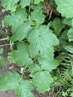 Tall bugbane(Actaea elata)